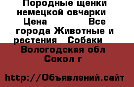 Породные щенки немецкой овчарки › Цена ­ 24 000 - Все города Животные и растения » Собаки   . Вологодская обл.,Сокол г.